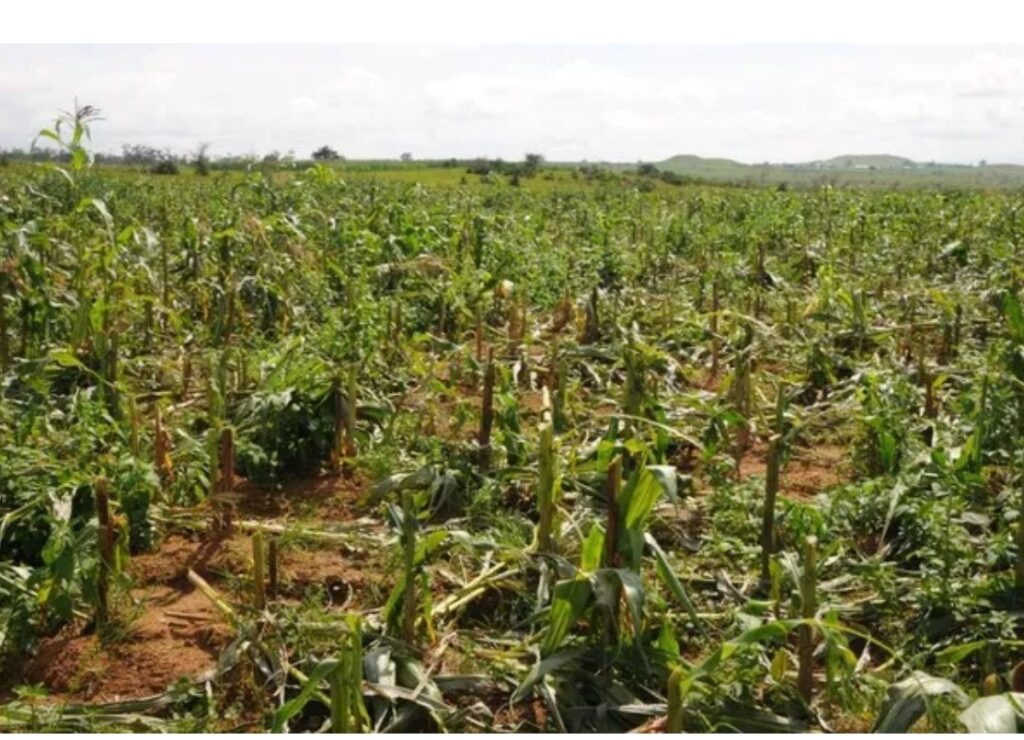 Reviving agriculture: ACGSF to the rescue