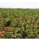 Reviving agriculture: ACGSF to the rescue